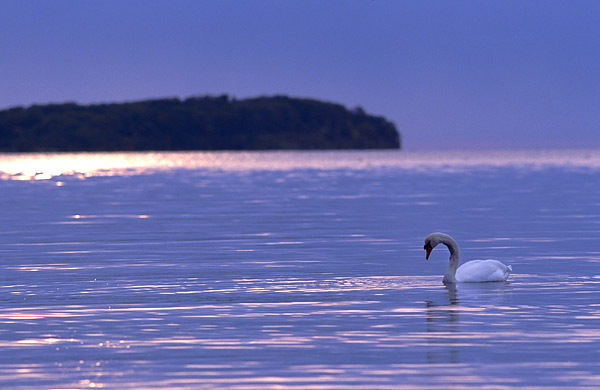 Hckerschwan im Abendlicht, cygnus olor