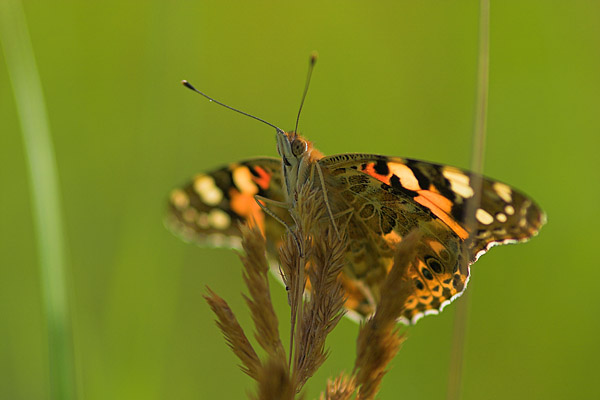 Sonne tanken - Distelfalter (Vanessa cardui)