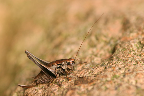 Gemeine Strauchschrecke (Pholidoptera griseoaptera) Weibchen