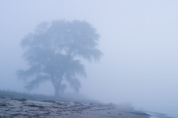 Küstenbaum im Nebel