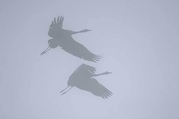 Bild Fliegende Kraniche Im Nebel Graukraniche Grus Grus