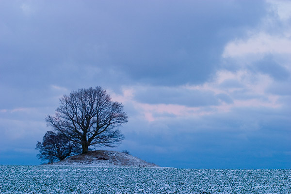 Solitrbaum auf einem Hgelgrab, Halbinsel Zudar, Rgen, Mecklenburg-Vorpommern, Deutschland, Europa