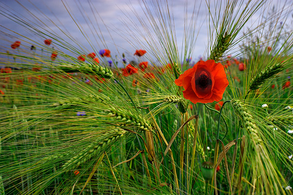 Mohn im Gerstenfeld