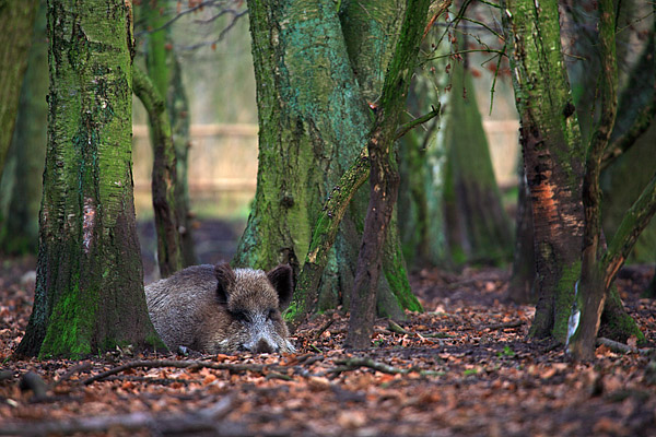 Wildschwein (Sus scrofa)