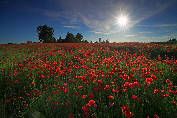 Mohnblumenfeld (Papaver rhoeas)