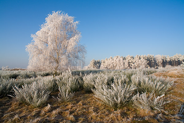 Von Rauhreif berzogene Winterlandschaft, Frsterhofer Heide, Mecklenburg-Vorpommern, Deutschland, Europa