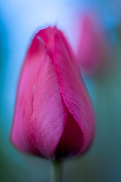 Tulpe (Tulipa) weicher Effekt durch selektive Schrfe