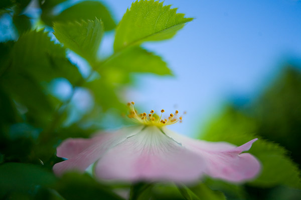Wilde Rose, Hagebutte (Rosa canina)