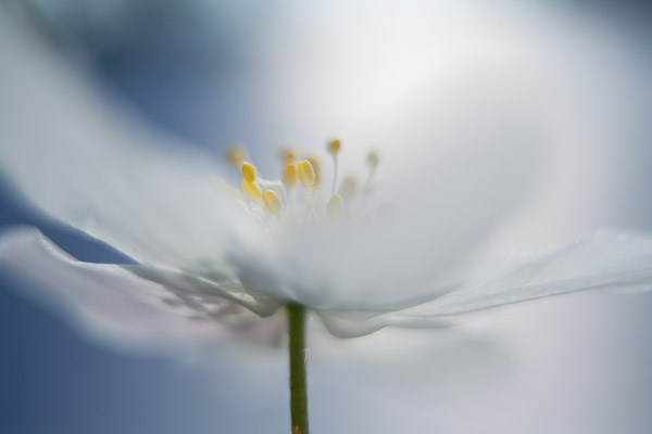softes Blütenportrait eines Buschwindröschens (Anemone nemorosa)
