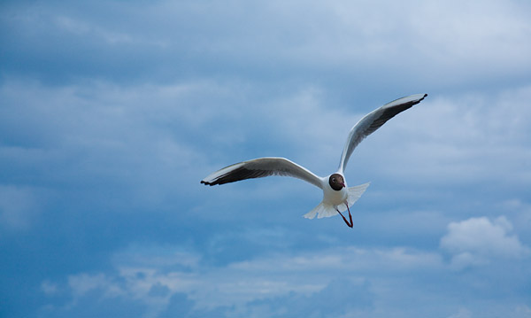Lachm�wen (Larus ridibundus) 