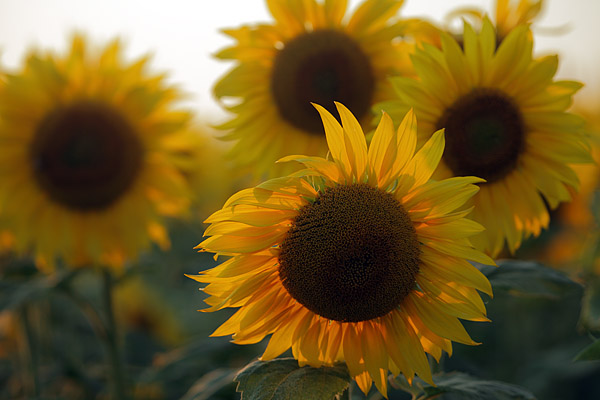 Sonnenblumen im Gegenlicht