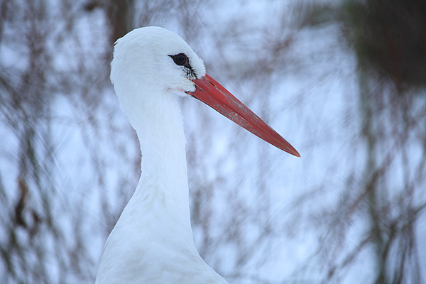 Wei�storch im Winter, Tierpark Stralsund - Ciciona ciciona
