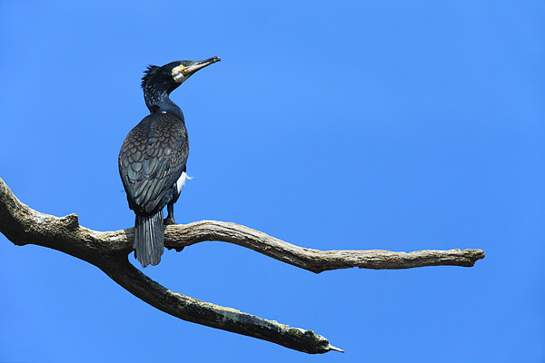 Kormoran - Phalacrocorax carbo