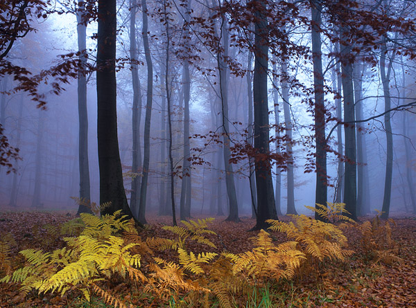 Herbstlicher Farn im nebligen Wald, Nationalpark, Jasmund, Rügen, Mecklenburg-Vorpommern, Deutschland, Europa