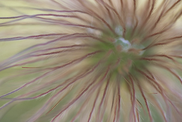 Samenstand der Gemeinen Kuhschelle (Pulsatilla vulgaris)