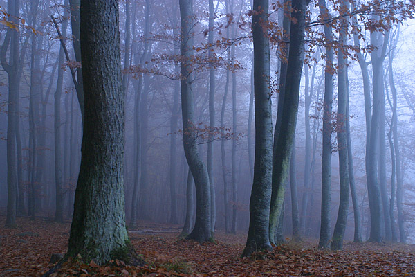 Nebliger Buchenwald, Nationalpark Jasmund, Rgen, Mecklenburg-Vorpommern, Deutschland, Europa