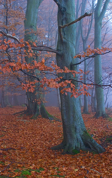 Nebliger Buchenwald, Nationalpark Jasmund, Rgen, Mecklenburg-Vorpommern, Deutschland, Europa