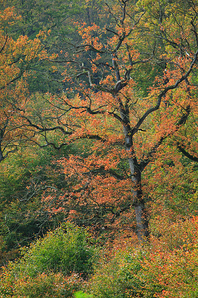 Eichenbaum im Herbst