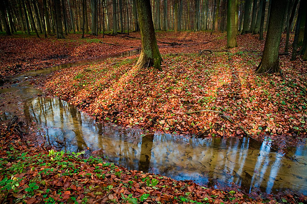 Natrlicher Bachlauf - Eldena, Greifswald, Mecklenburg-Vorpommern, Deutschland, Europa