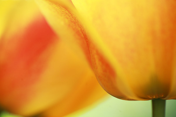 Tulpen Bltendetail