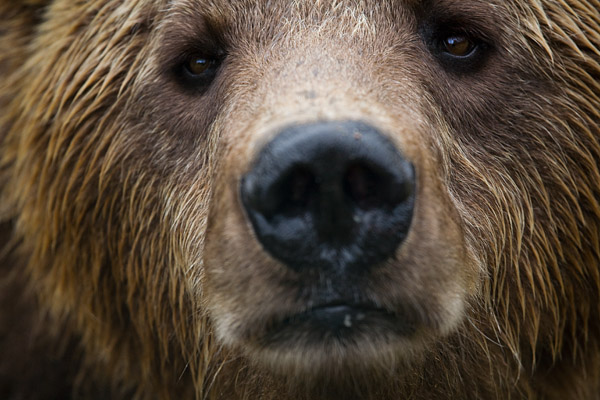 Braunbr - Ursus arctos