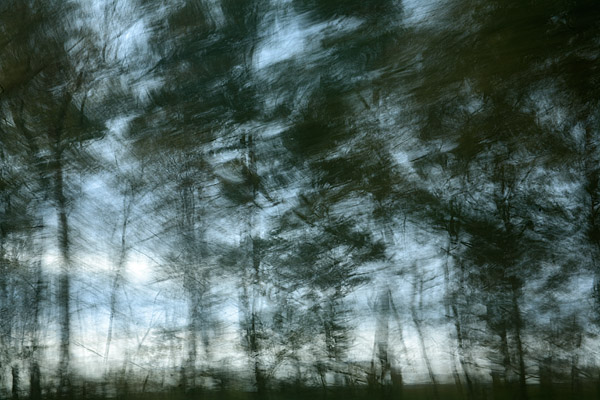 Mitzieher von einem lichten Wald aus dem fahrenden PKW
