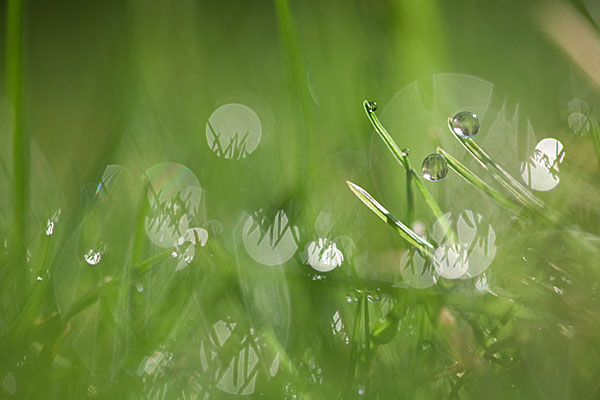 Wiese im Morgentau 