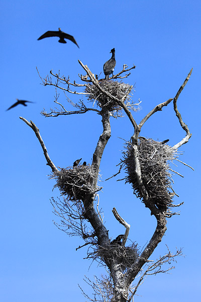 Kormoran - Phalacrocorax carbo