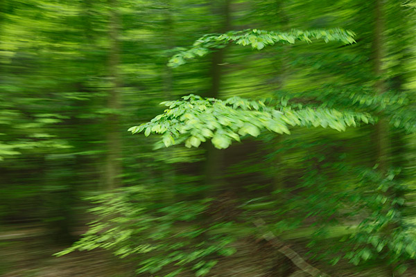 dancing tree days at springtime