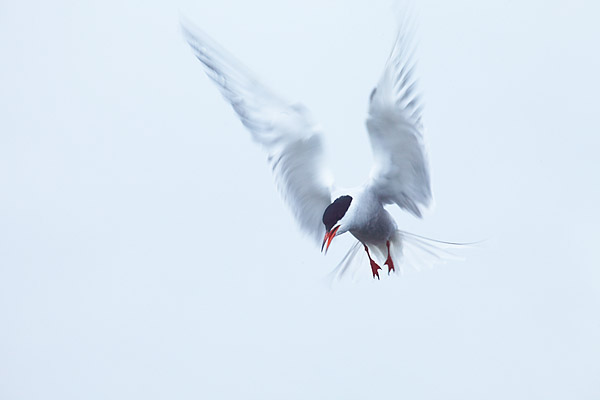 Fluss-Seeschwalbe (Sterna hirundo), Hallig Hooge, Schleswig-Holstein, Deutschland